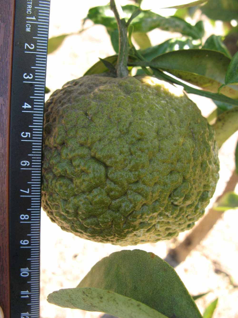              Immature fruit (Winter Haven, FL)       